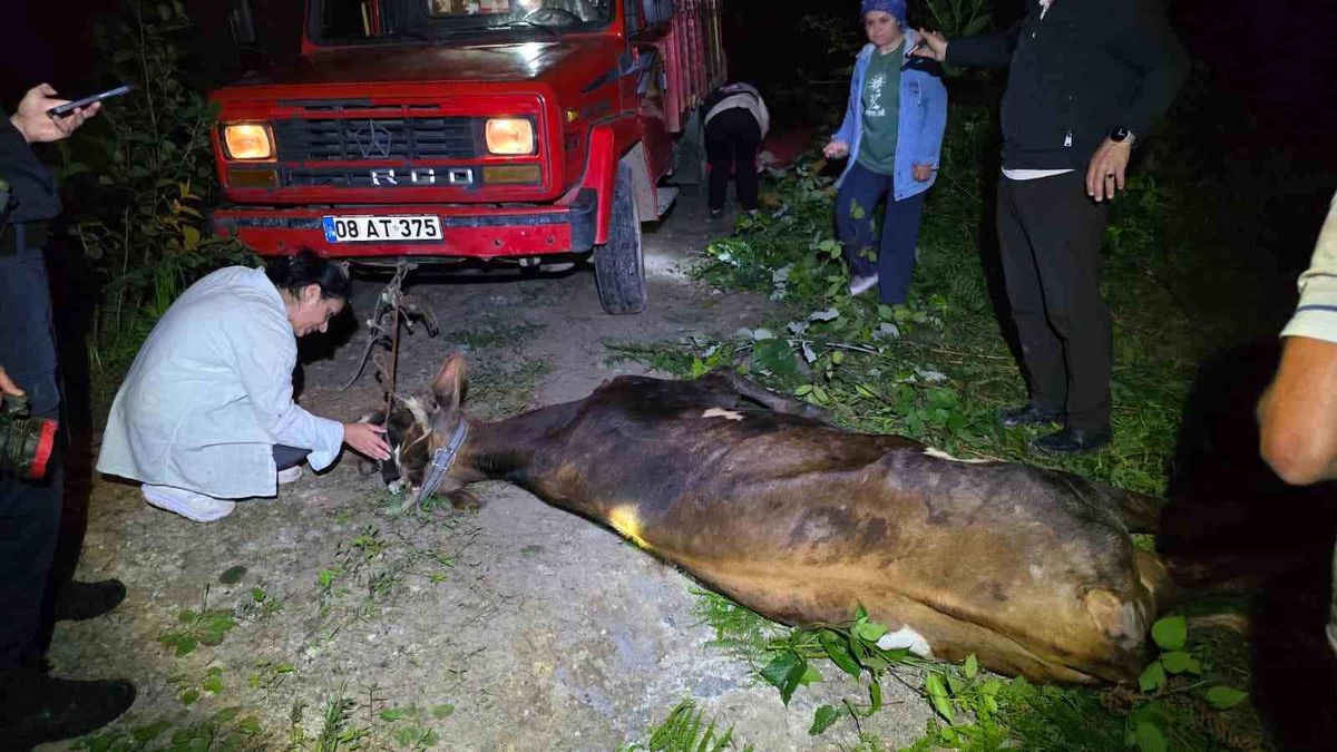 Artvin Arhavi'de kurtarılan inek