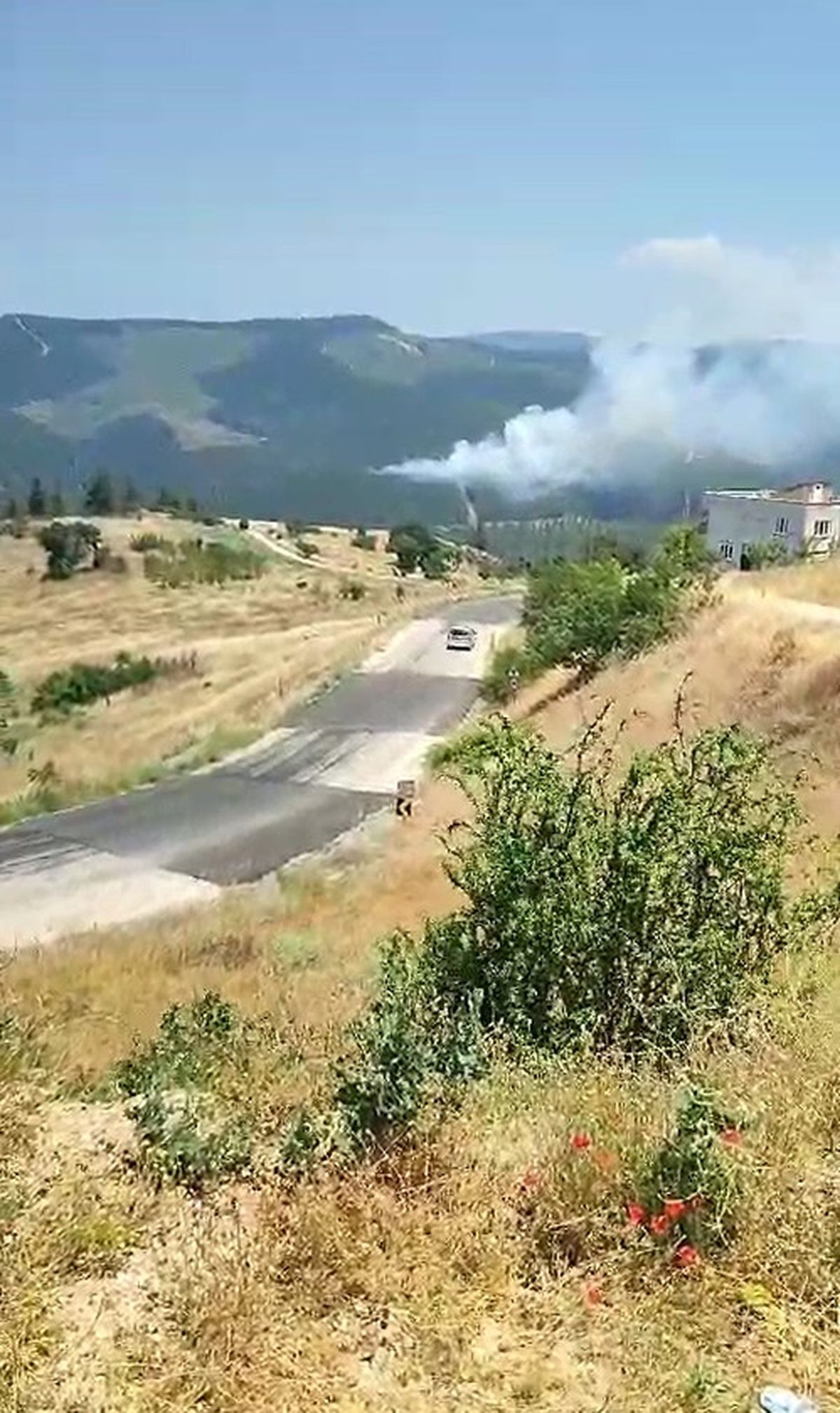 Bursa'da orman yangını