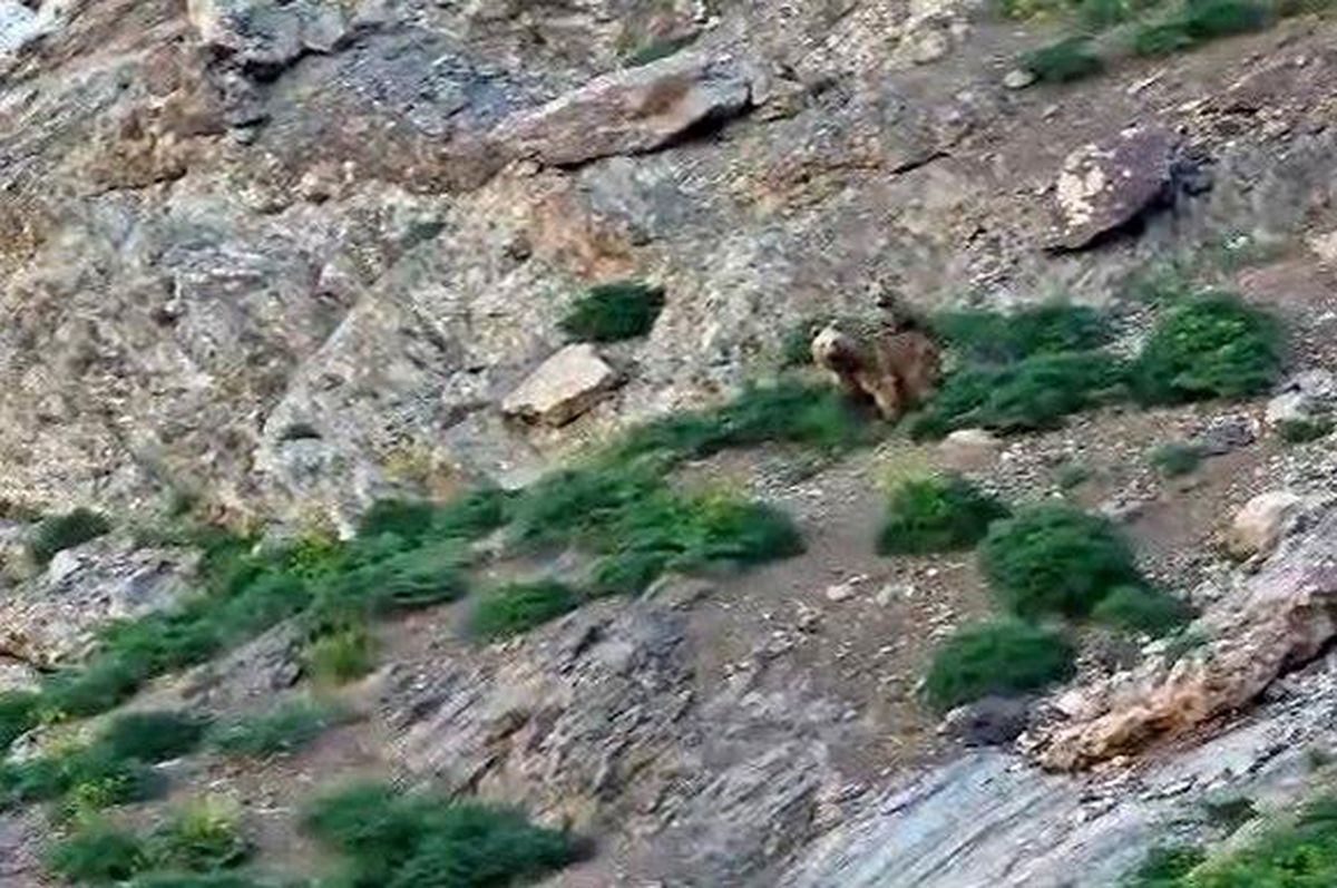 Cennet Cehennem Vadisi'nde ayı ve yavrusu görüntülendi