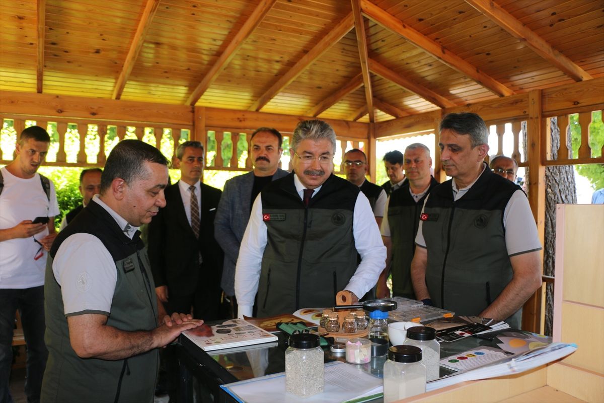 Eskişehir'de yetiştirilen 3 milyon 400 bin fidan Bursa'da yanan yerlere dikilecek