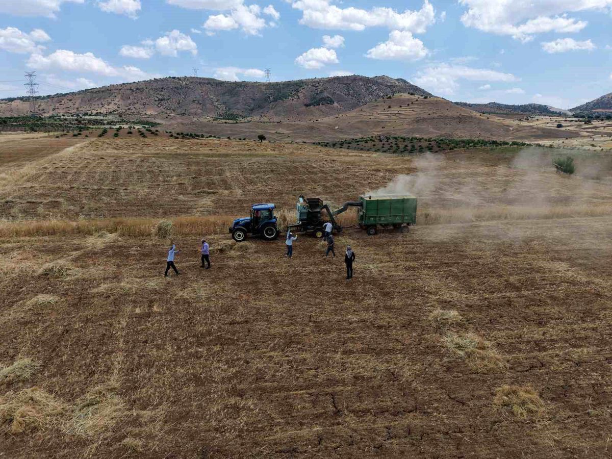 Gercüş'te kavurucu sıcakta 'oyun havalı' hasat