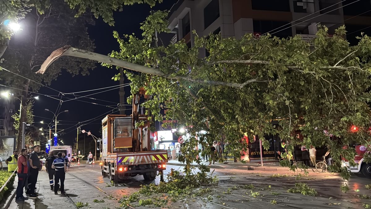 İzmit'te tramvay hattına devrilen çınar ağacı dalı