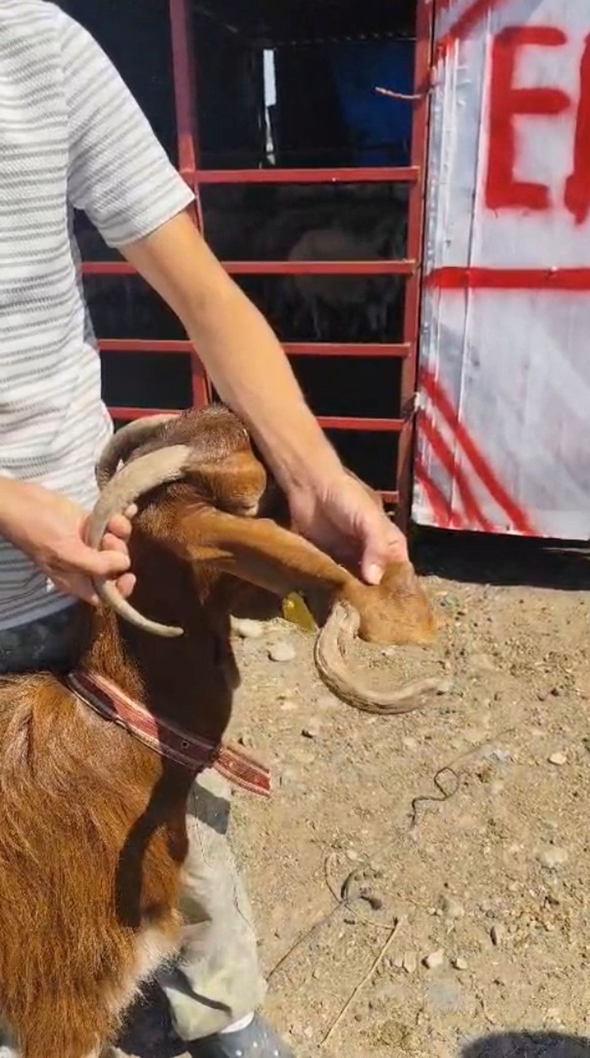 Osmaniye'de kulağında boynuz çıkan keçi