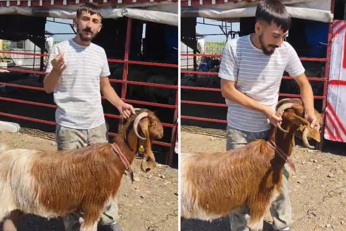Kulağında boynuz çıkan keçi görenleri şaşırttı