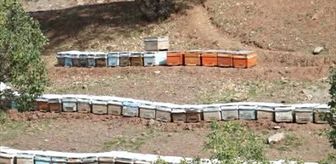 Sason balında hasat öncesi saha kontrolleri sürüyor
