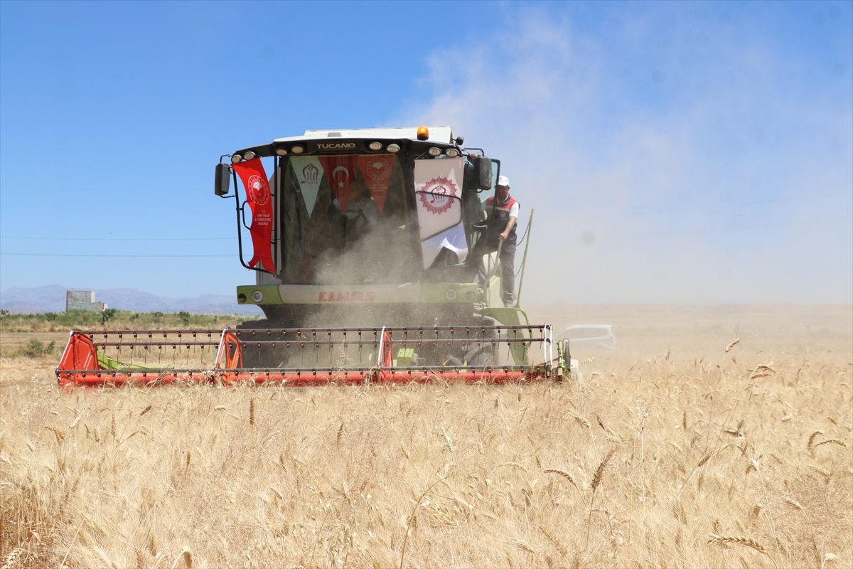 Siirt'te buğday hasat şenliği düzenlendi