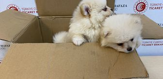 Ticaret Bakanlığı ekipleri Kapıkule'de yasa dışı getirilen 'pomeranian' cinsi köpek yavrularına el koydu