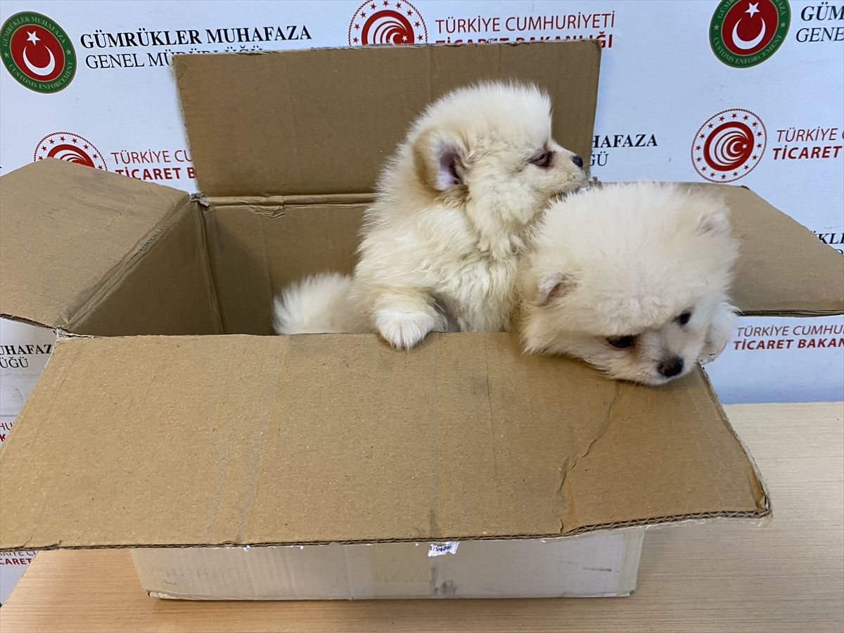 Ticaret Bakanlığı ekipleri Kapıkule'de yasa dışı getirilen 'pomeranian' cinsi köpek yavrularına el koydu