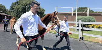 TİGEM, 29 safkan Arap tayının satışından 18 milyon 220 bin lira gelir elde etti