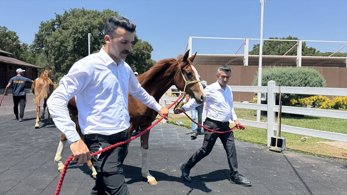 TİGEM, 29 safkan Arap tayının satışından 18 milyon 220 bin lira gelir elde etti