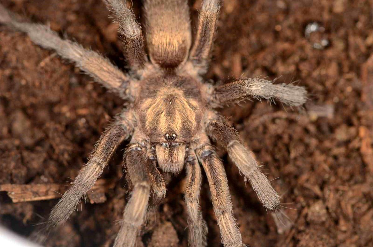 Türkiye'de ilk kez yeni bir tarantula cinsi kaydedildi