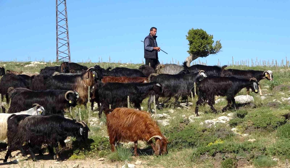 Toroslarda keçilerini otlatan Yörükler