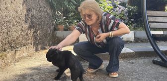 Vücudunda kırıklar bulunan sahipsiz kedi öğretmenlerin desteğiyle hayata tutundu