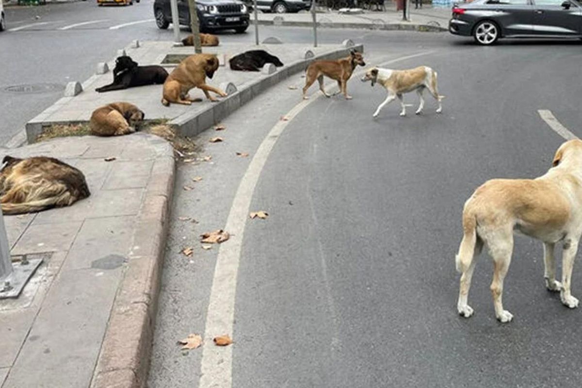 Ankara Valisi Canbolat 52 bin sahipsiz köpeğin toplandığını açıkladı