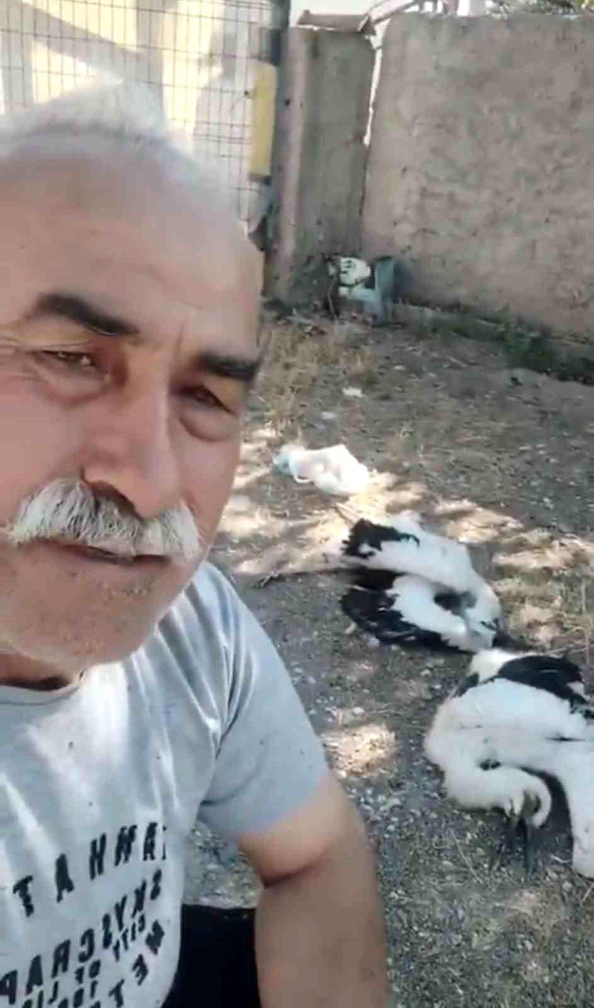 Çankırı'da leyleklerin yuvasında telef olması