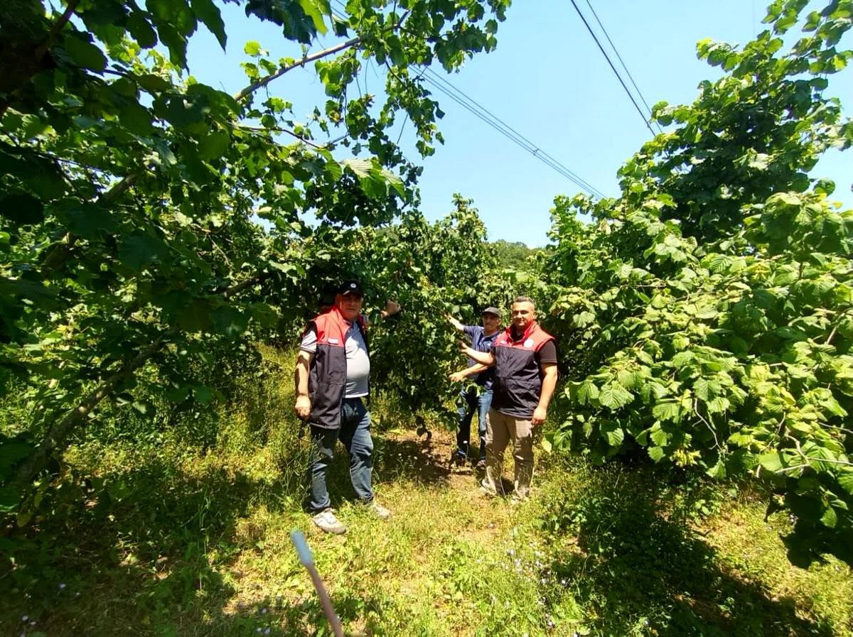 Düzce'de fındık bahçelerinde inceleme yapan ekipler