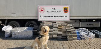 Hatay'da tırda 30 bin paket kaçak sigara ele geçirildi