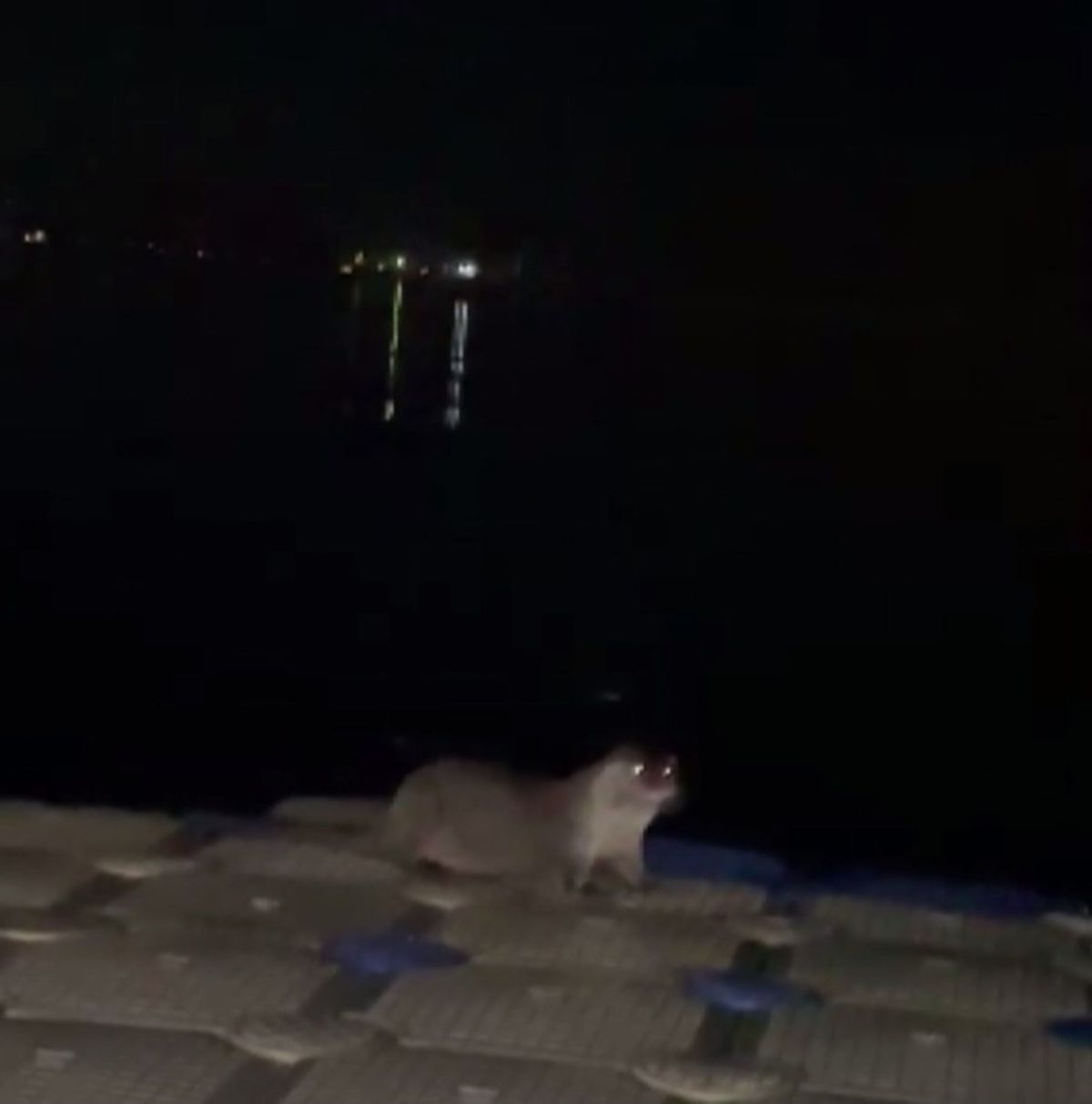 Zonguldak Ereğli'de iskeleye çıkan su samurları