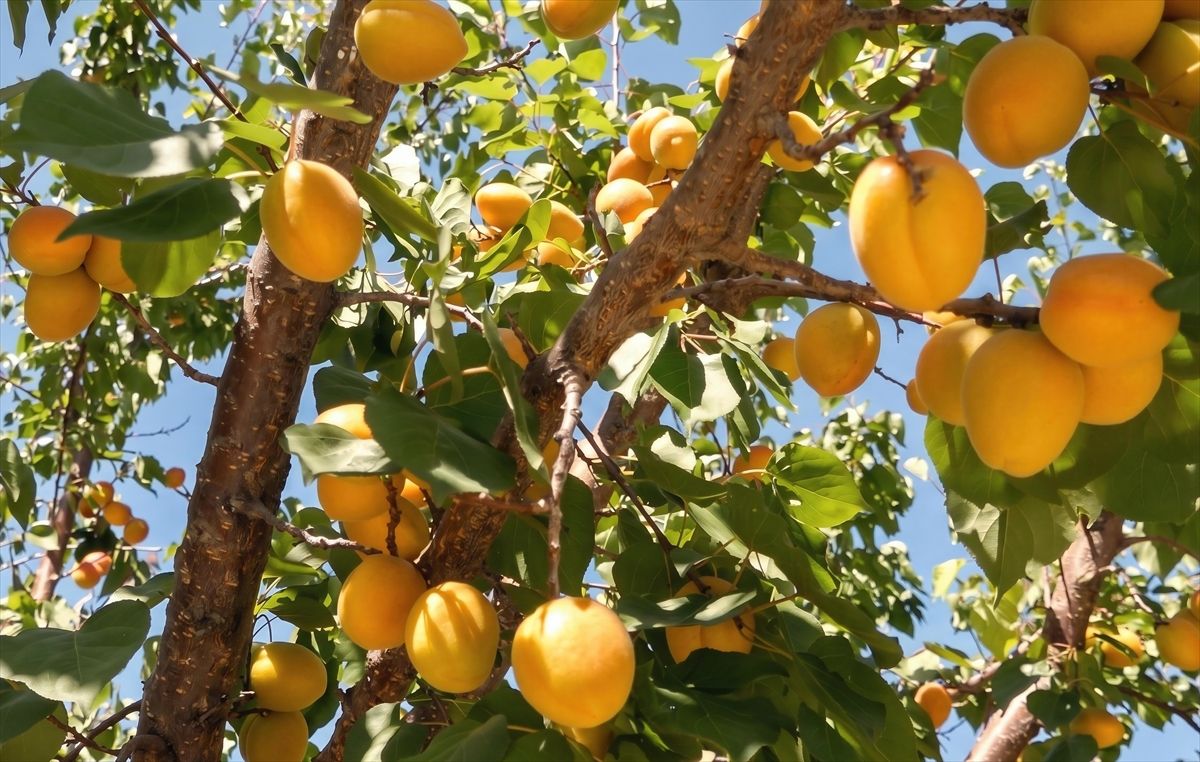 Mersin'in tescilli Mut kayısısında hasat mesaisi sürüyor