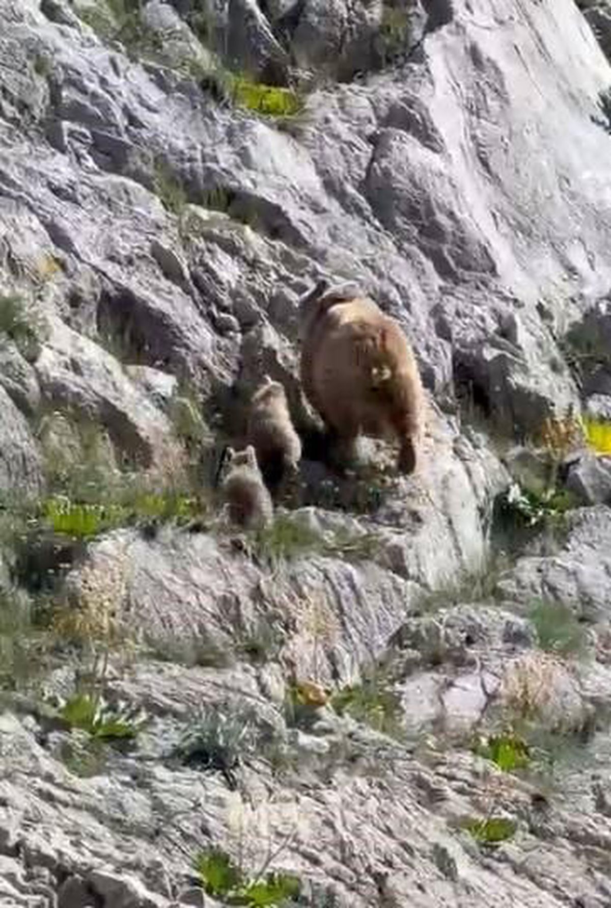 Tunceli'de anne ayı ve yavruları görüntülendi