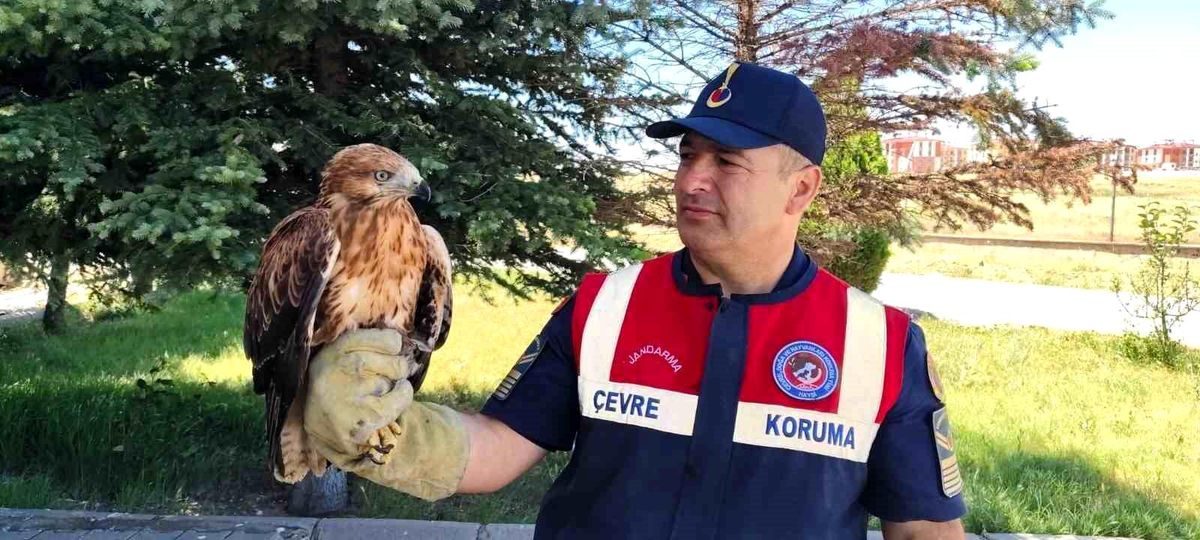 Yozgat'ta yaralı bulunan şahin koruma altına alındı