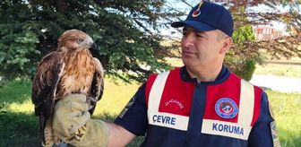 Yozgat'ta yaralı bulunan şahin tedaviye alındı