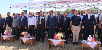 Gaziantep'te yerli buğday çeşitlerinin hasadı yapıldı