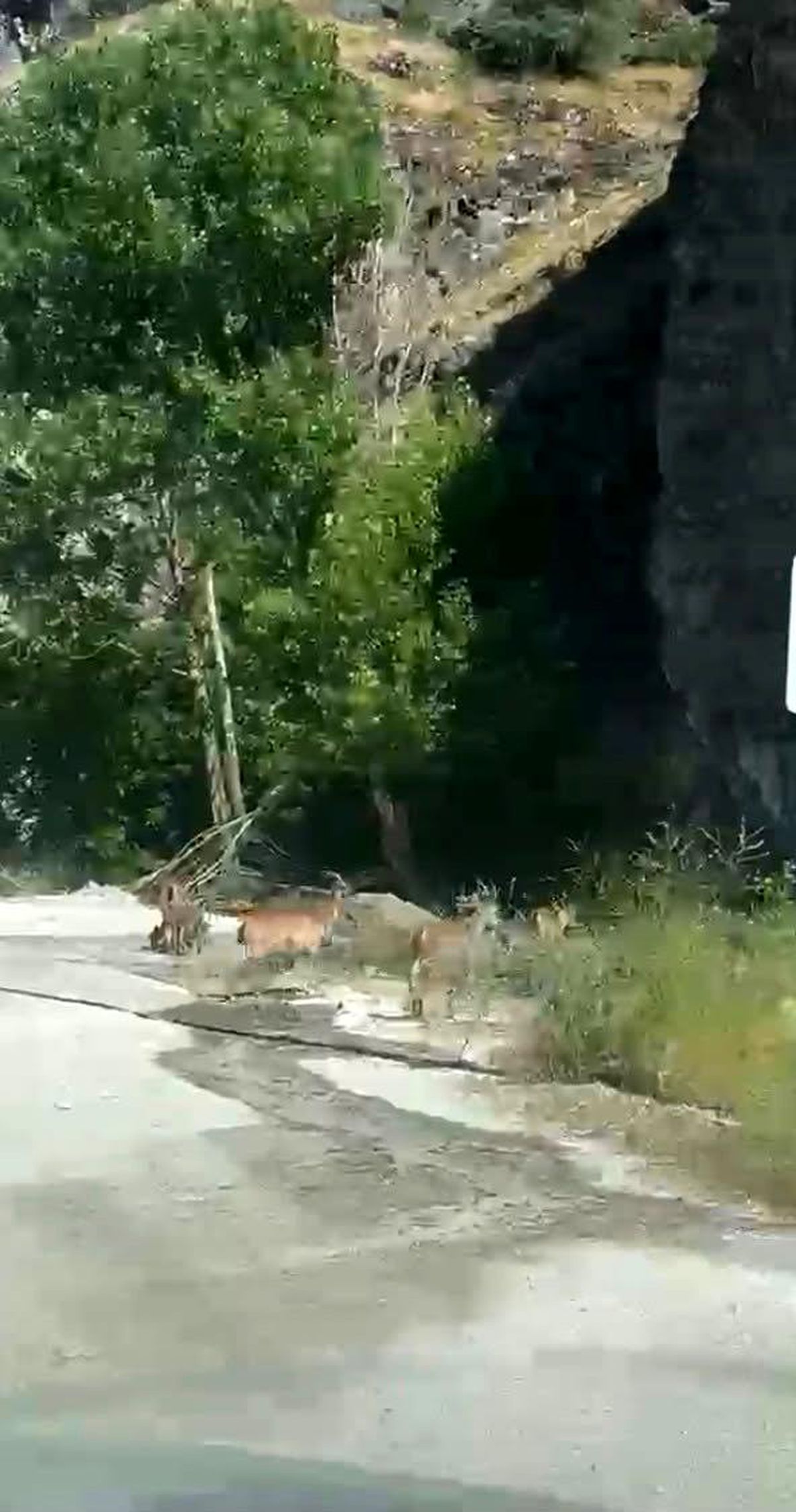 Malatya'da yaban keçileri karayolunda görüntülendi