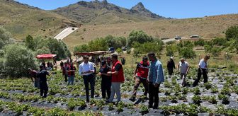 Niğde'de 'Çilek Tarla Günü' programı düzenlendi