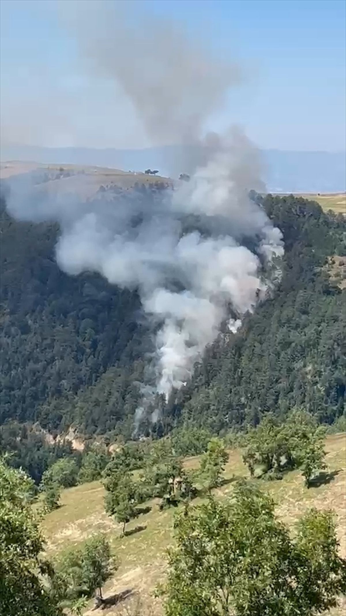 Samsun'da ormanlık alanda çıkan yangında 15 dönüm alan zarar gördü
