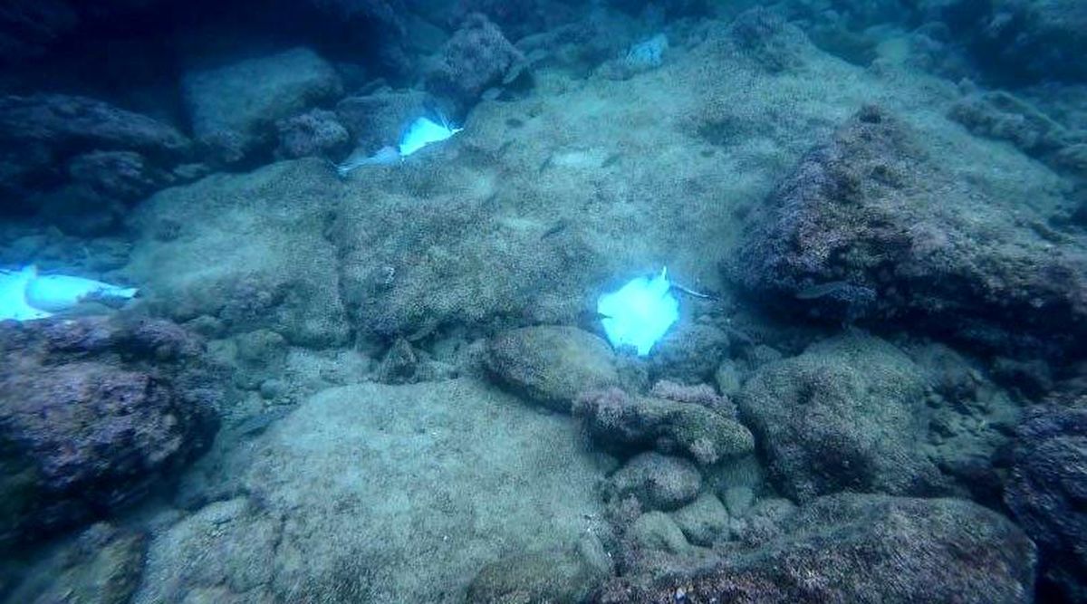 Antalya'da deniz dibinde çok sayıda ölü vatoz görüntülendi