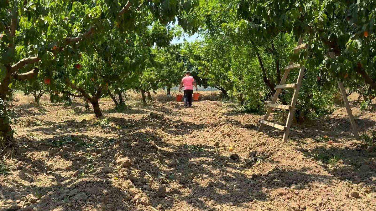 Bursa şeftalisinde hasat başladı