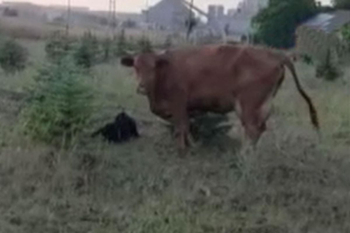 Kaybolan ineğini ararken sürprizlerin en güzeliyle karşılaştı 