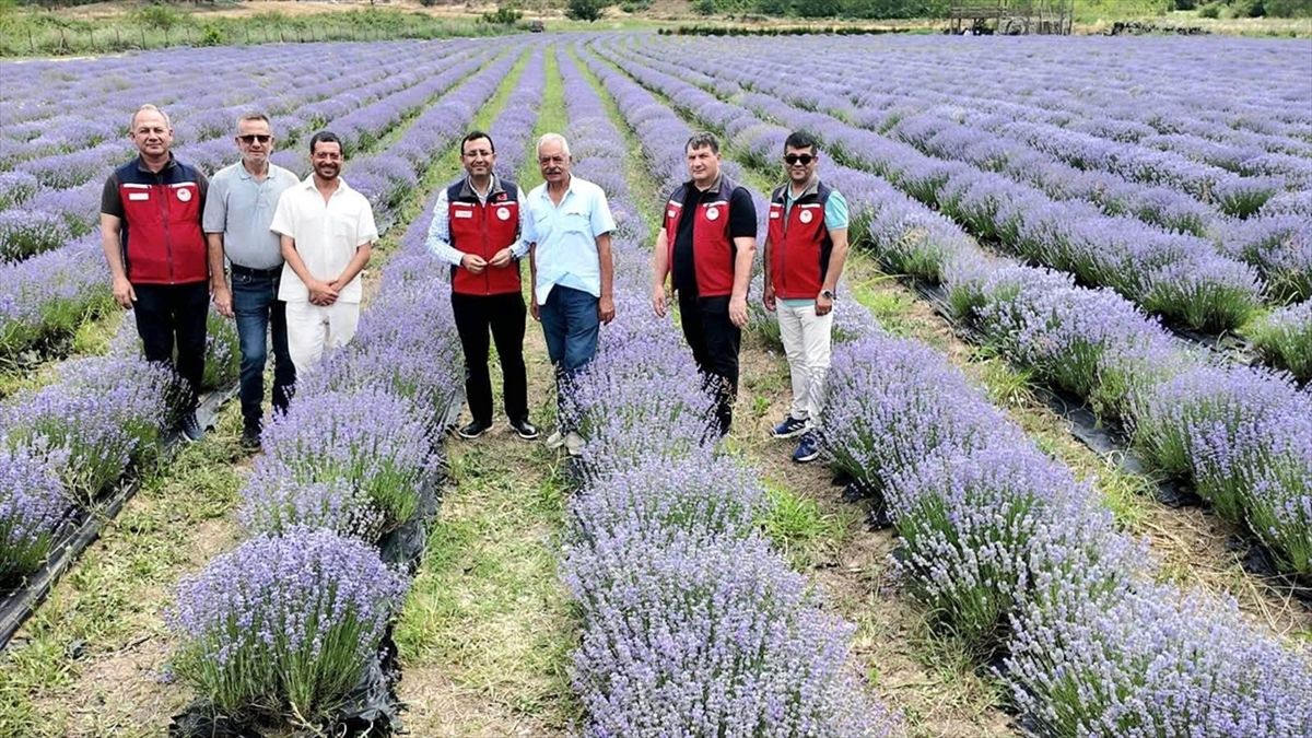 Gelibolu'da lavanta bahçeleri incelendi