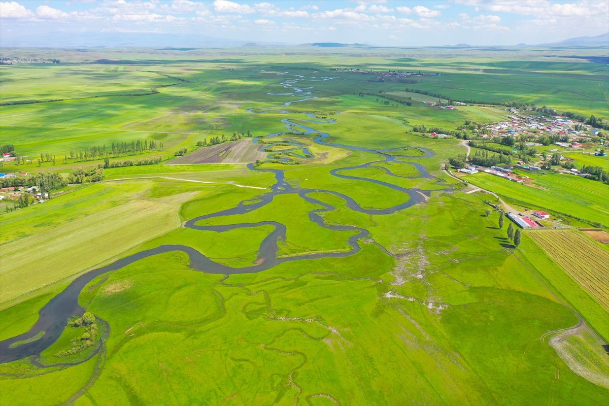 Kars'ta yağışlarla canlanan menderesler tarım ve hayvancılığa katkı sunuyor