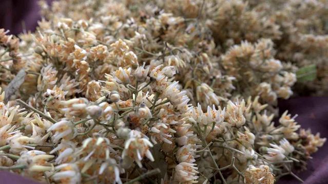 Kilosu ormanda 3 bin lirayı buluyor…Ihlamur ormanlarında ölümüne cesaret