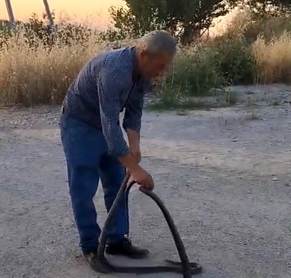Muhtar, evlere giren yılanları eliyle yakalayıp doğaya bırakıyor
