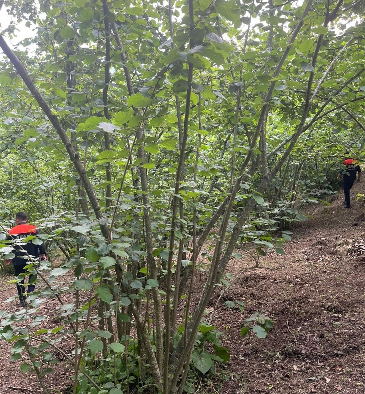 Ordu'da kaybolan kişi için arama çalışması başlatıldı