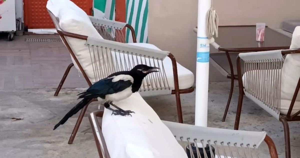 Sevimli saksağan Tekirdağlıların maskotu haline geldi