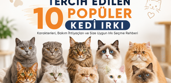 Türkiye'de Tercih Edilen 10 Popüler Kedi Irkı