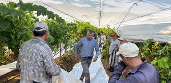 Üzümün üretim merkezlerinden Manisa'da üreticiler beyaz örtü mesaisinde