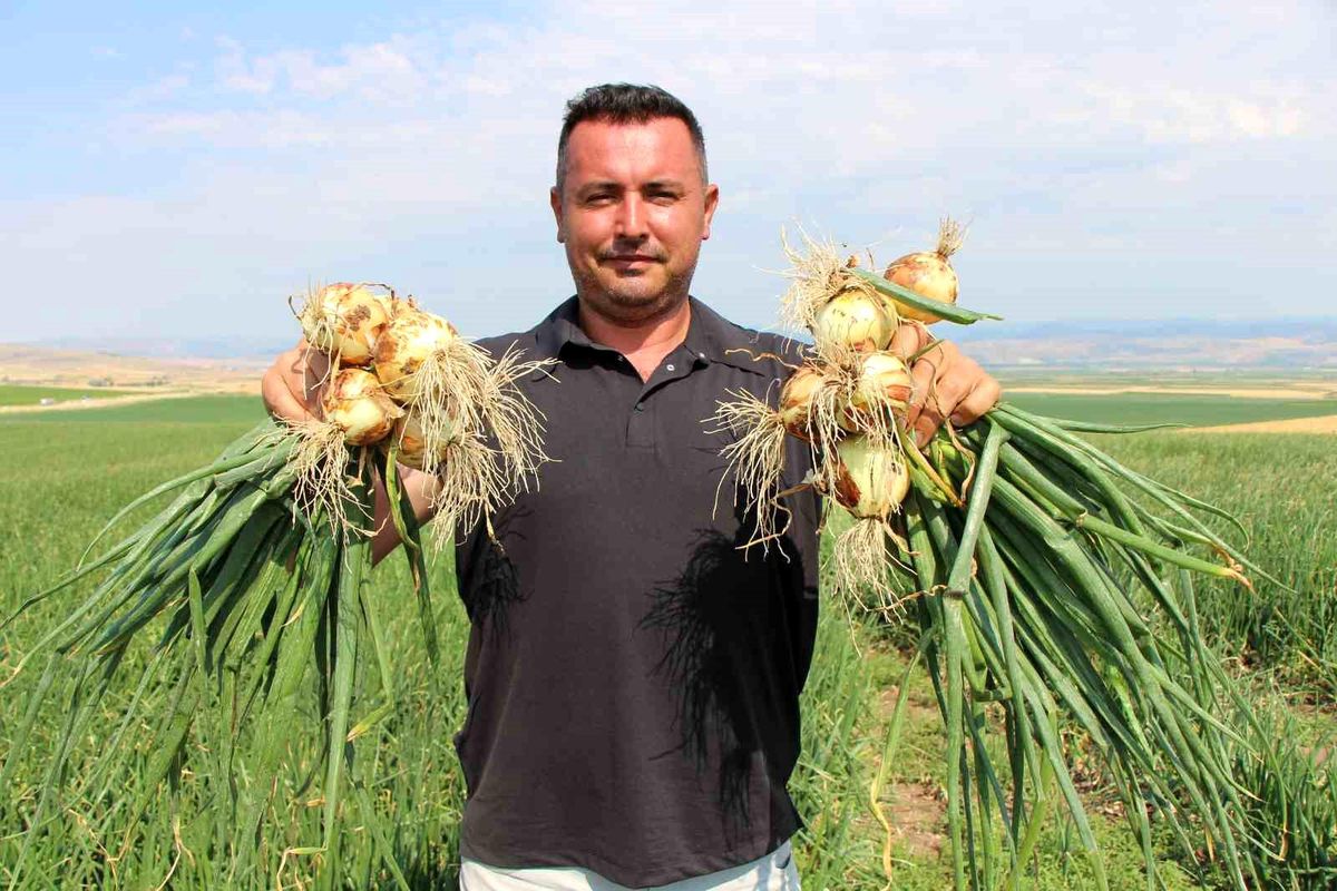 Amasya'da soğan bir bardak çaydan bile ucuz