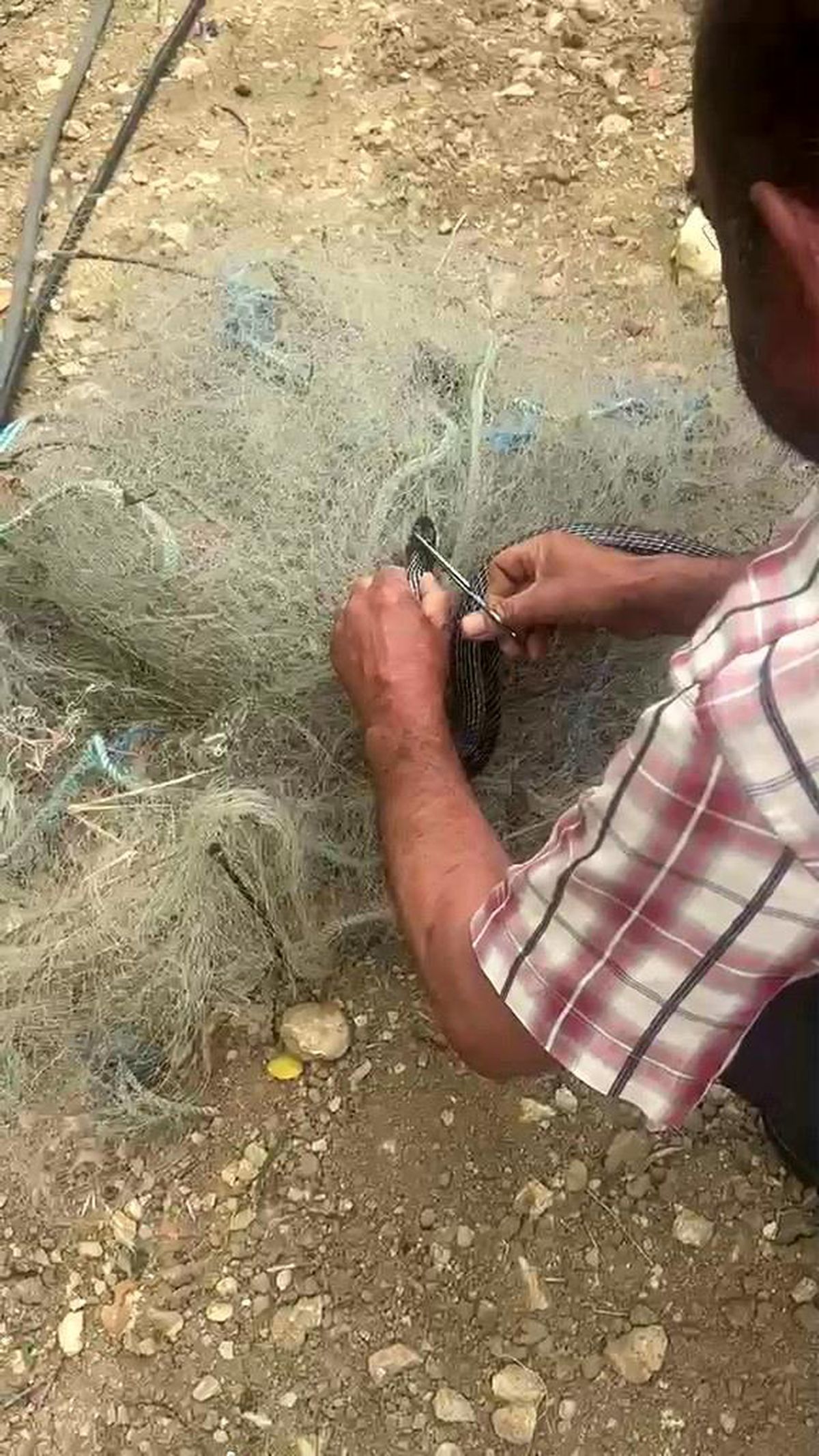 Balık ağında mahsur kılan yılanı elleriyle kurtardı