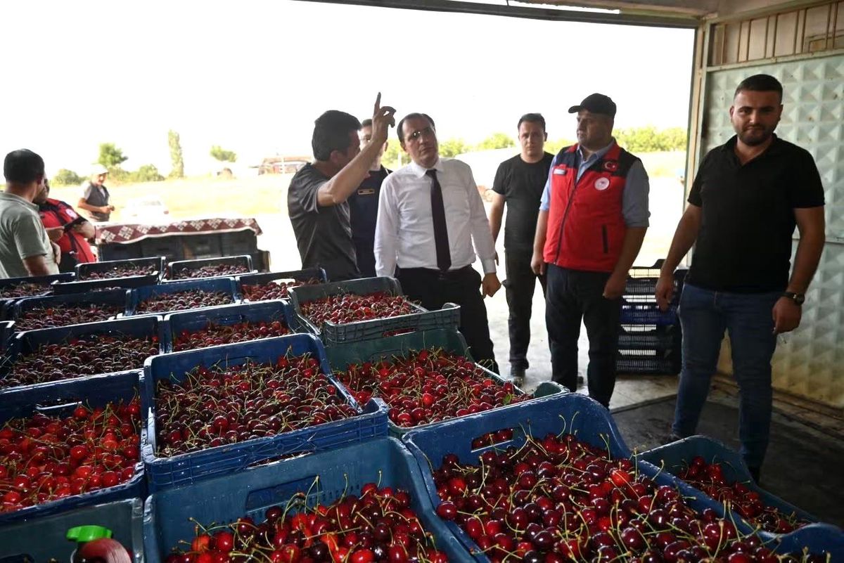 Çay'da kiraz hasadı başladı
