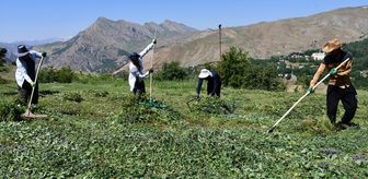 Hakkari'de besiciler ot hasadına başladı