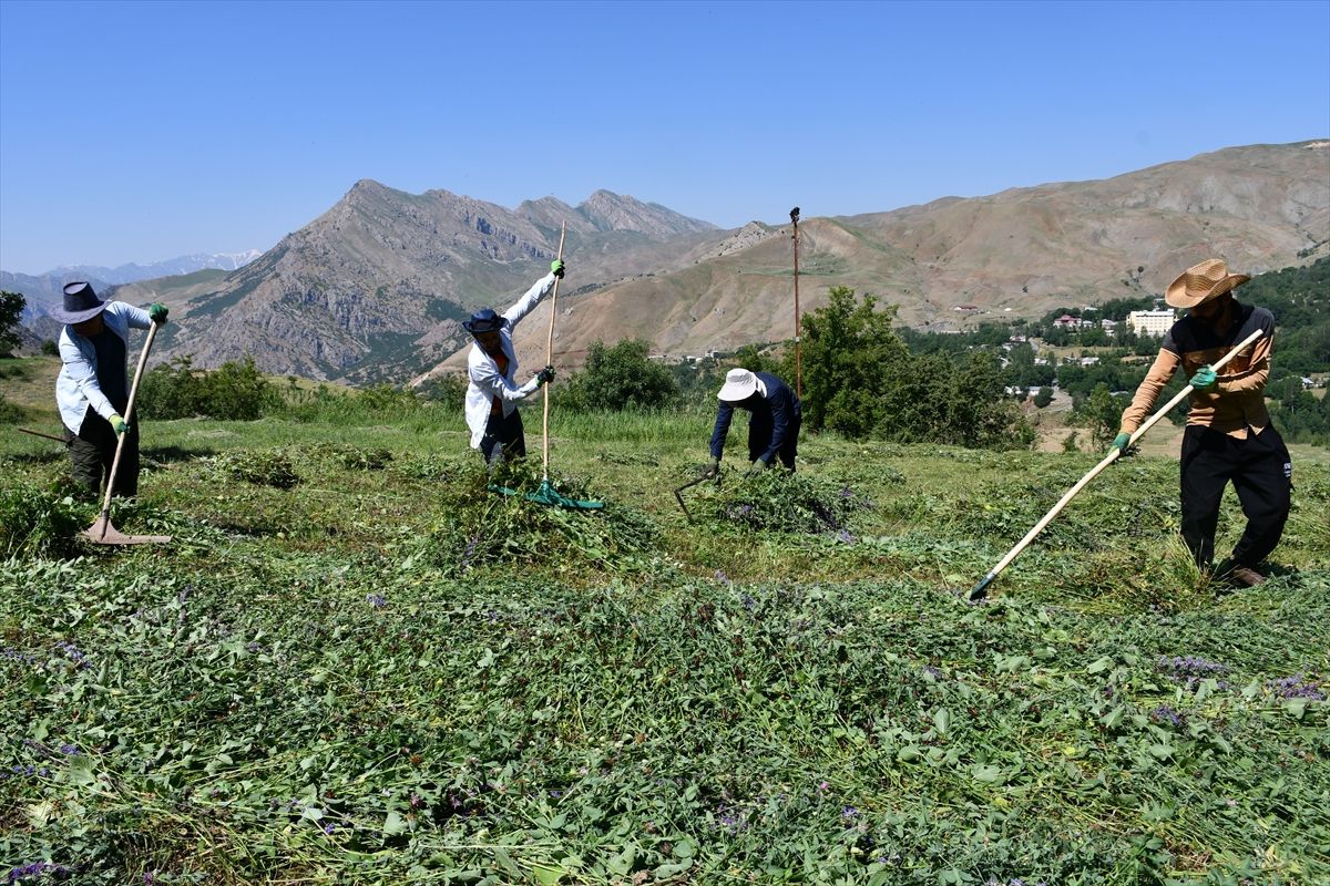 Hakkari'de besiciler, kışlık yem ihtiyaçlarını karşılamak için sıcak havada ot biçiyor.