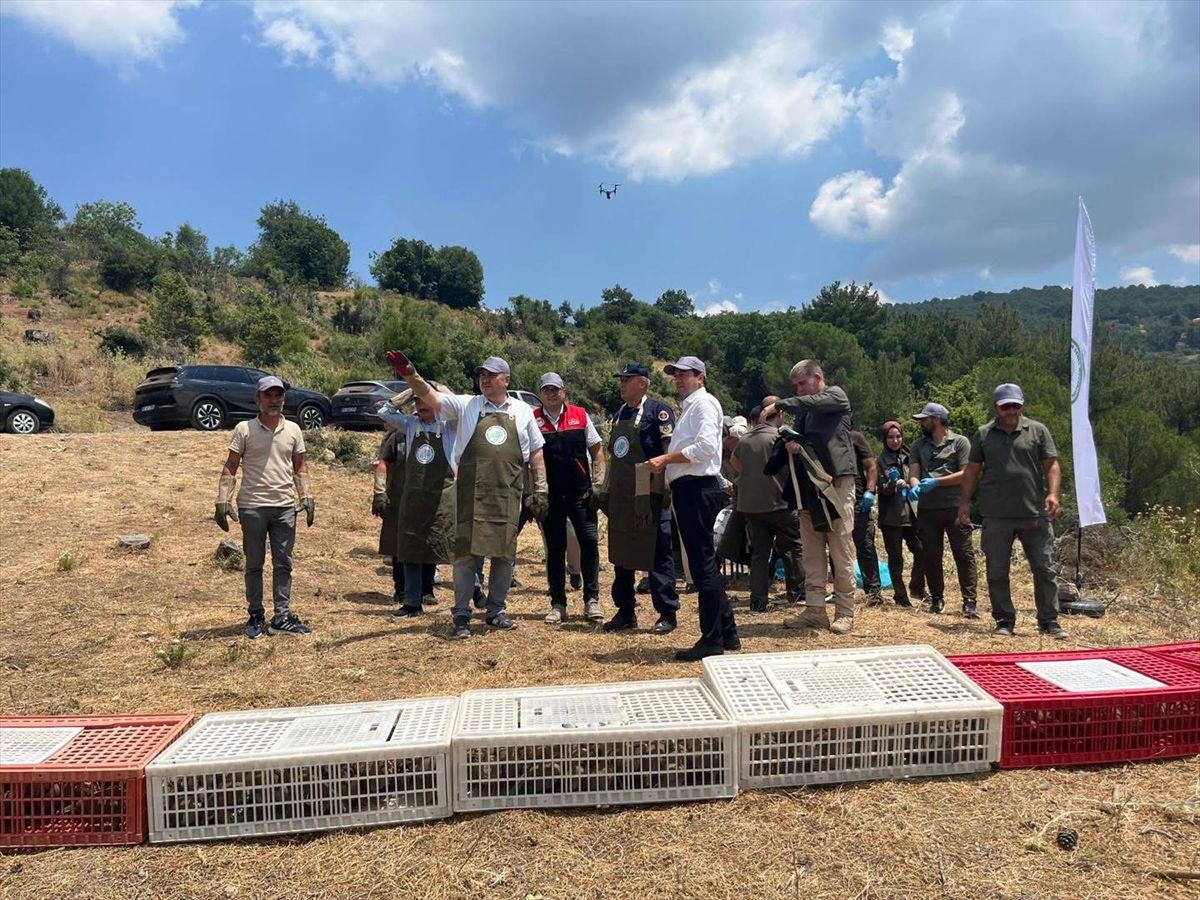 Havran'da doğaya keklik bırakıldı