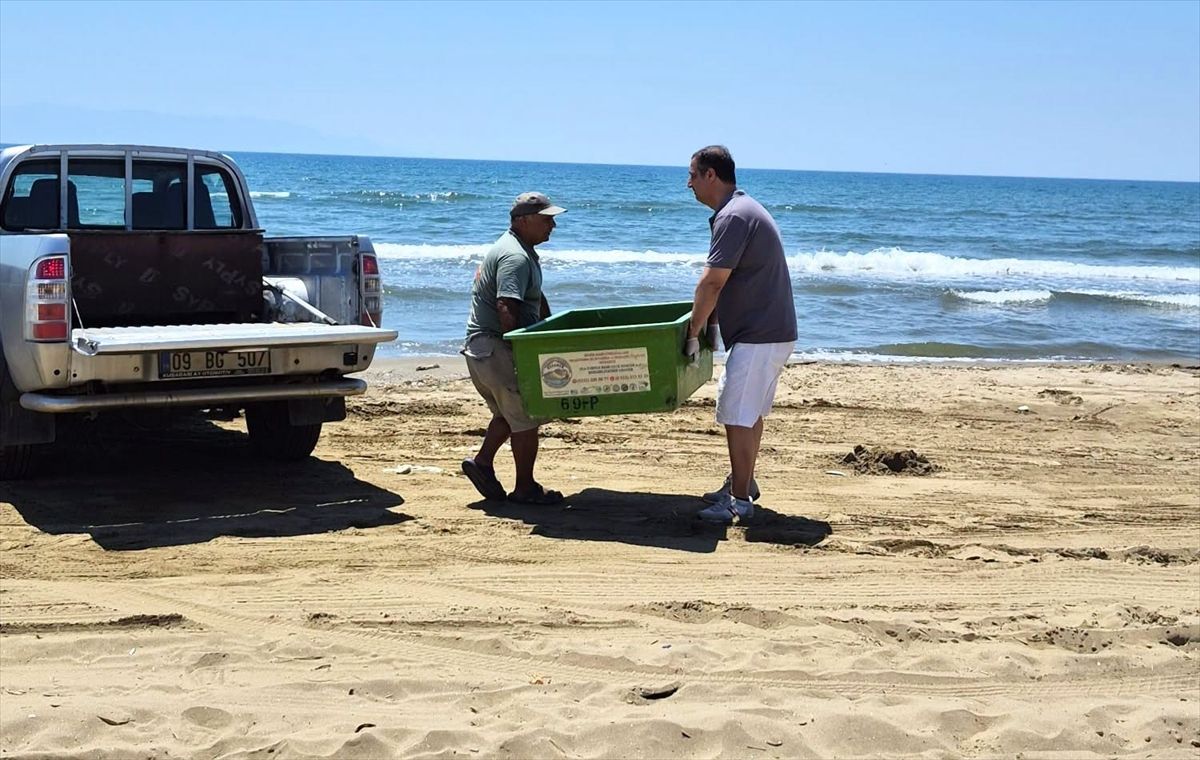 İzmir ve Aydın'da 3 caretta caretta sahilde ölü bulundu
