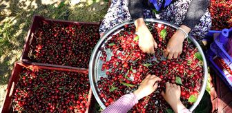 Uluborlu kirazı dalından dünyaya uzanıyor