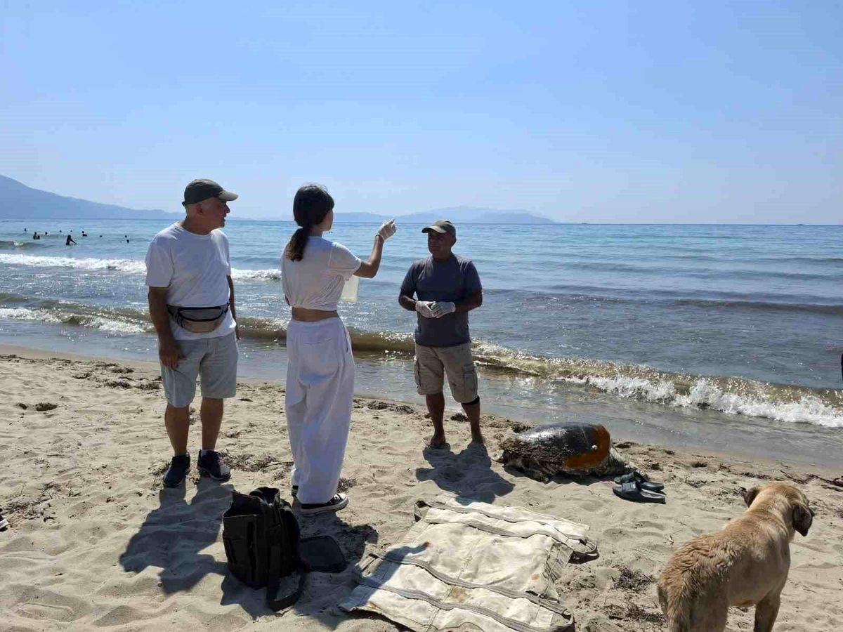 Üremek için geldikleri kıyılarda 3 caretta caretta ölü bulundu